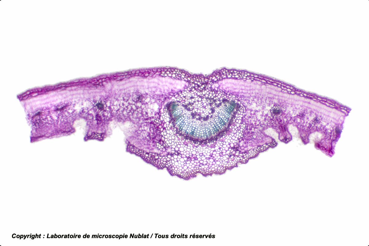 Feuille de Laurier-rose (cryptes stomatifères), CT, CV
