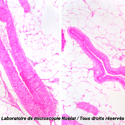 Lames porte-objet - Histologie / Lames microscopie - Microbiologie