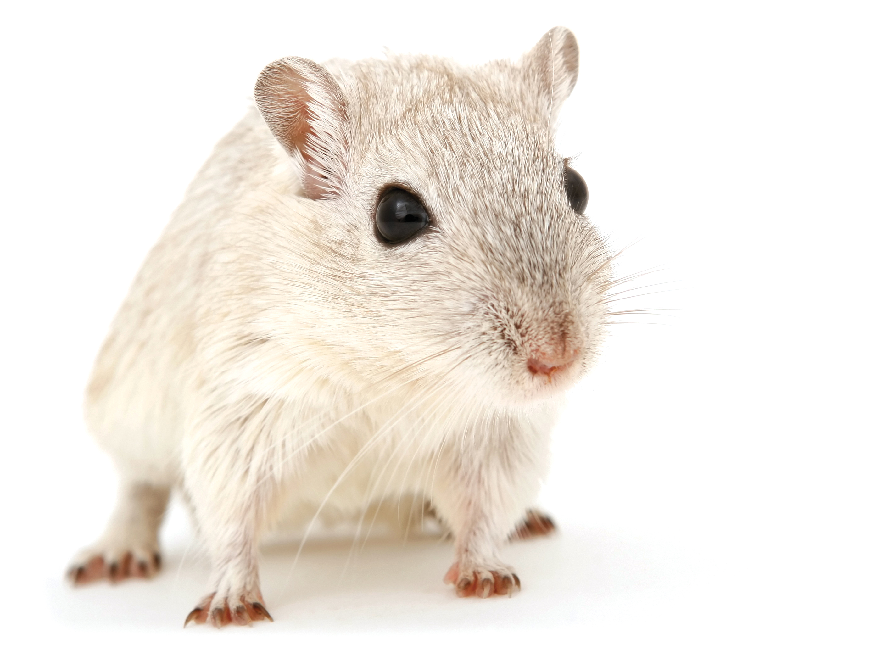 Souris mâle