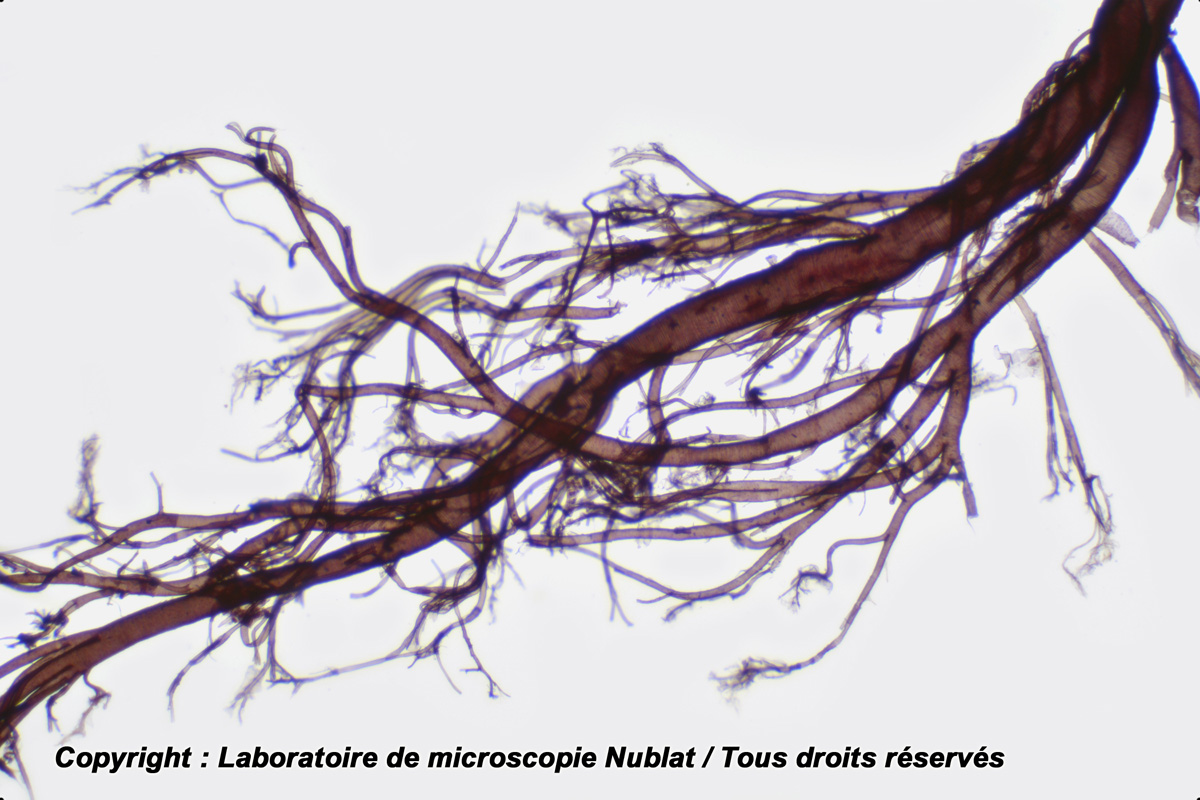 Trachée d’Insecte, H